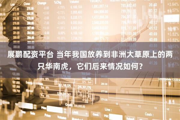 展鹏配资平台 当年我国放养到非洲大草原上的两只华南虎，它们后来情况如何？